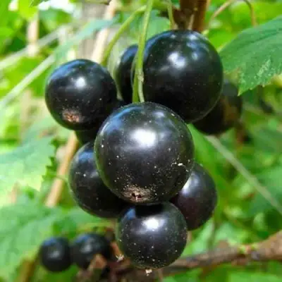 Смородина чёрная ЛЕНТЯЙ в Горках