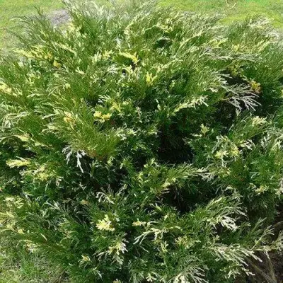 Можжевельник АНДОРА ВАРИЕГАТА горизонтальный  в Горках