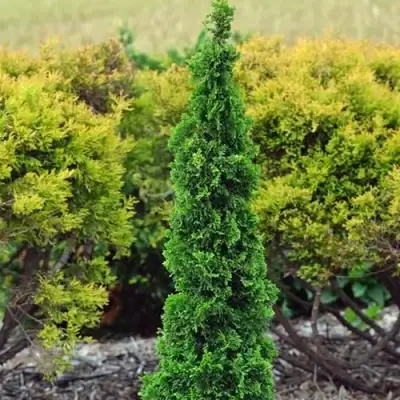 Туя СПИРАЛИС МИНИ западная в Горках