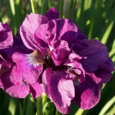 Ирис БАНДЛ ОВ ДЖОЙ сибирский в Горках