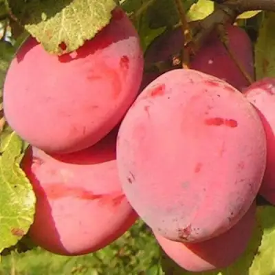 Слива ФАВОРИТЕ ДЕ СУЛТАНО в Горках