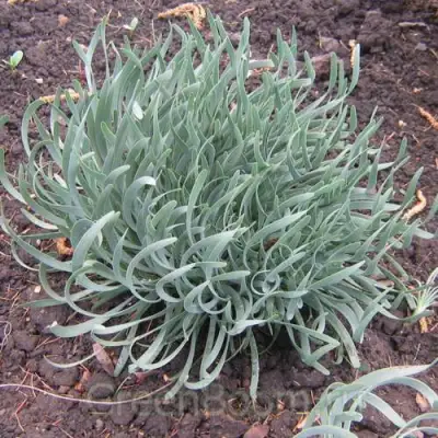 Лук СПИРАЛИС горный в Горках