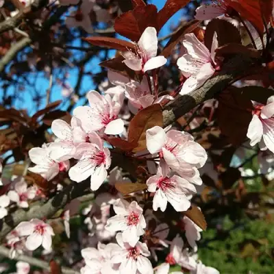 Слива ВУДИ растопыренная в Горках