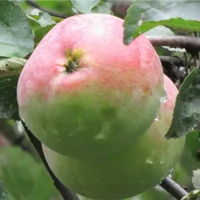 Яблоня МОСКОВСКОЕ ЗИМНЕЕ в Горках