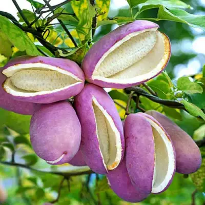 Акебия ПЯТЁРНАЯ  в Горках