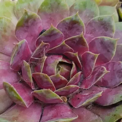 Молодило УФО в Горках