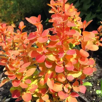 Барбарис ОРАНЖ ФАЙЕР тунберга в Горках