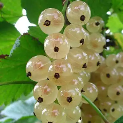 Смородина белая ЮТЕРБОРГСКАЯ в Горках