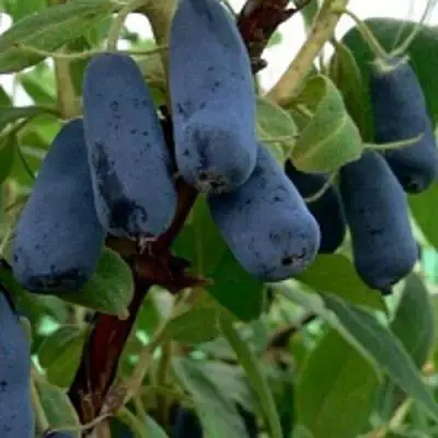 Жимолость съедобная ВОЛХОВА в Горках