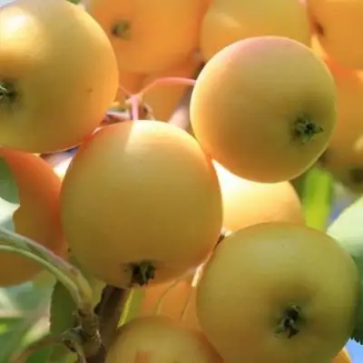 Яблоня УРАЛЬСКОЕ НАЛИВНОЕ в Горках