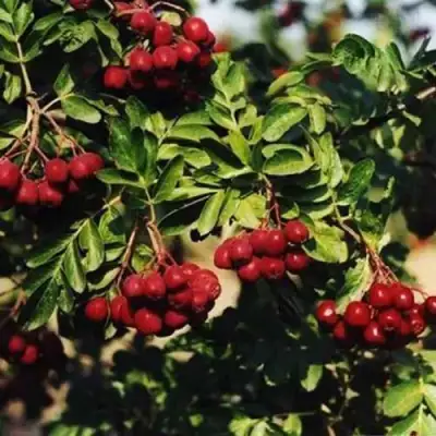 Рябина РУБИНОВАЯ сладкоплодная в Горках