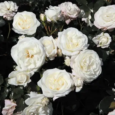 Роза АЛАБАСТЕР флорибунда в Горках