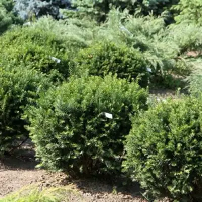 Тис НАНА остроконечный  в Горках