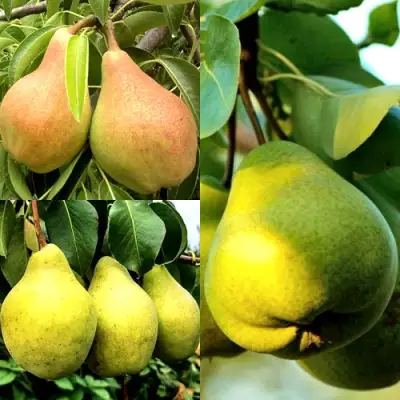 Комплект НАСТОЯЩИЙ ВОСТОРГ в Горках