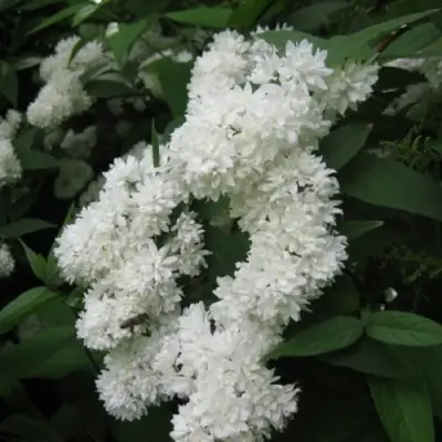 Дейция КАНДИДИССИМА шершавая в Горках