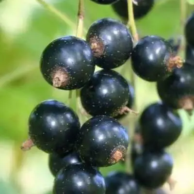 Смородина черная СТРЕЛЕЦ в Горках