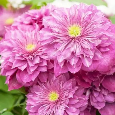 Клематис КАЙЗЕР в Горках