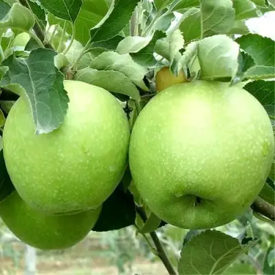 Яблоня РЕНЕТ СИМИРЕНКО в Горках