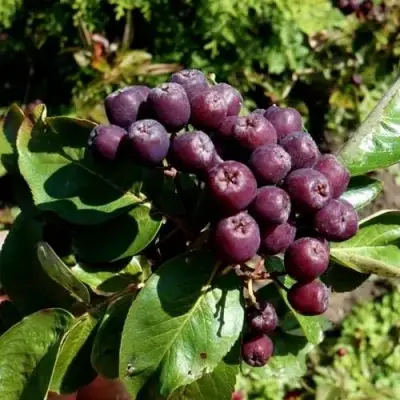 Рябина ЛИКЁРНАЯ сладкоплодная в Горках