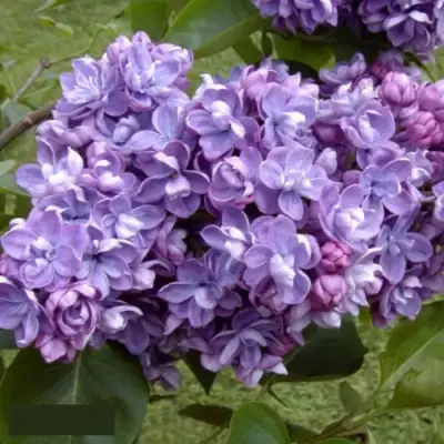 Сирень АМИ ШОТТ в Горках