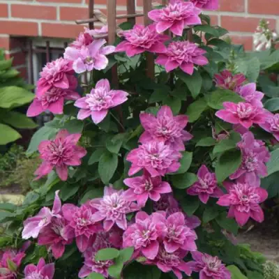 Клематис МАЙ ДАРЛИНГ  в Горках