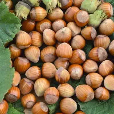 Фундук ТОНДА РОМАНА в Горках