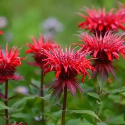 Монарда ПАНОРАМА РЕД в Горках