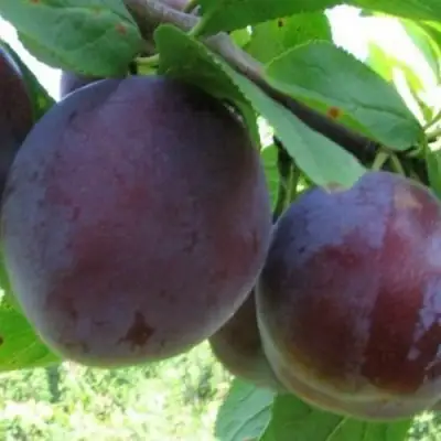 Слива СТАРТОВАЯ в Горках