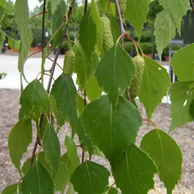 Береза ФАСЦИНЕЙШЕН белая  в Горках