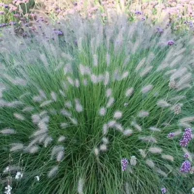 Пеннисетум ХАМЕЛН в Горках