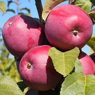 Яблоня ЗОРКА в Горках