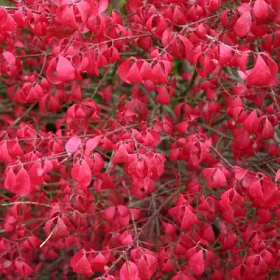 Бересклет КОМПАКТУС  в Горках