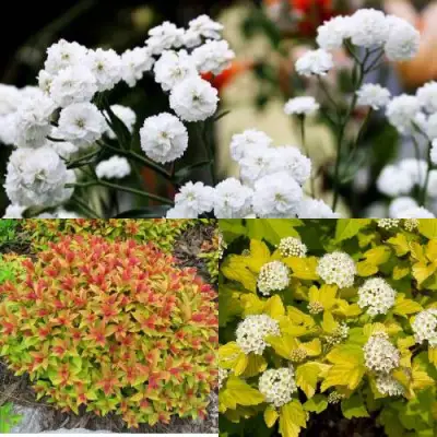 Комплект СОЛНЕЧНЫЙ МИКС в Горках