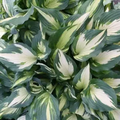 Хоста КРИСМАС КЭНДИ гибридная в Горках