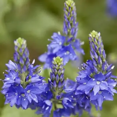 Вероника австрийская в Горках