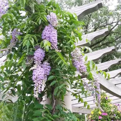 Глициния макростахия БЛЮ МУН в Горках