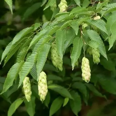 Граб японский в Горках