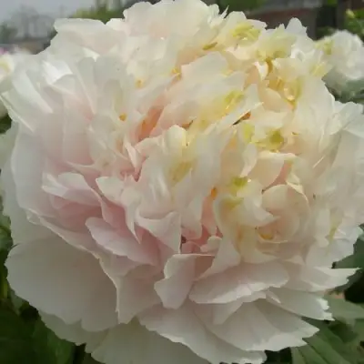 Пион ЗОЛОТОЙ ИЗУМРУД древовидный в Горках