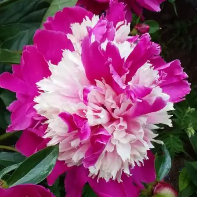 Пион КАПЛЯ РОСЫ травянистый в Горках