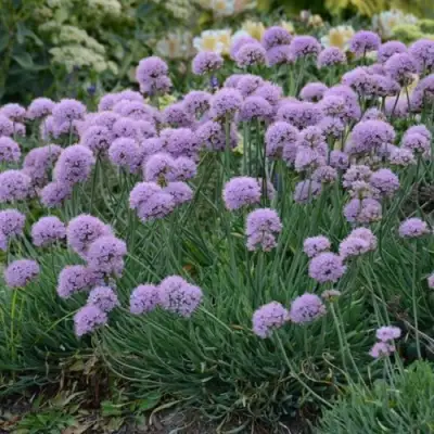 Лук ЛИЗА БЛЮ стареющий в Горках