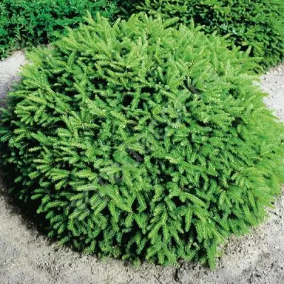 Ель НИДИФОРМИС обыкновенная в Горках