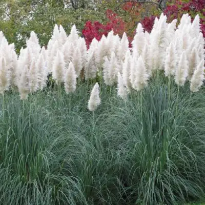 Кортадерия белая (пампасная трава) в Горках