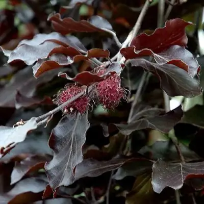Бук лесной АТРОПУНИЦЕА в Горках