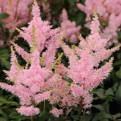 Астильба ЮНИК САЛМОН гибридная в Горках
