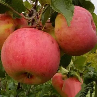 Яблоня БОЛОТОВСКОЕ в Горках