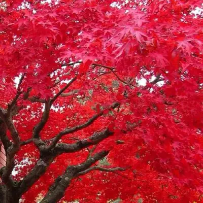 Клен гиннала  в Горках