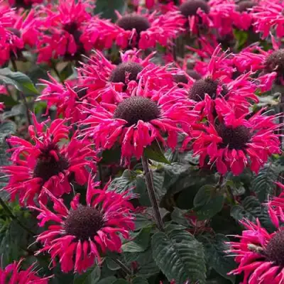 Монарда БИ МЭРИ гибридная в Горках