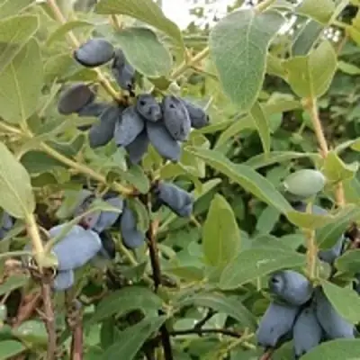 Жимолость съедобная НИМФА (ГАММА) в Горках