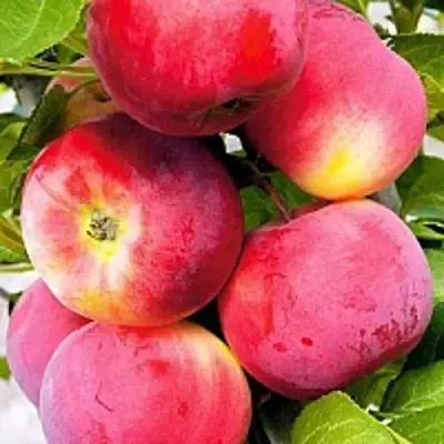 Яблоня СЕРЕБРЯНОЕ КОПЫТЦЕ в Горках