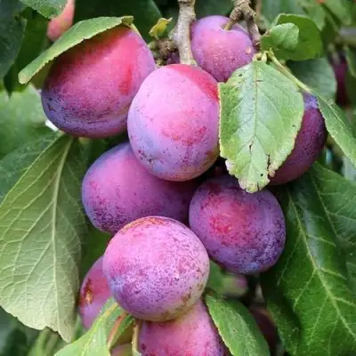 Слива БЛЮ СВИТ колонновидная в Горках